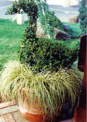 Topiary Container
